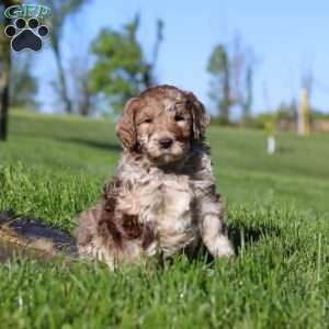 Hudson, Newfypoo Puppy